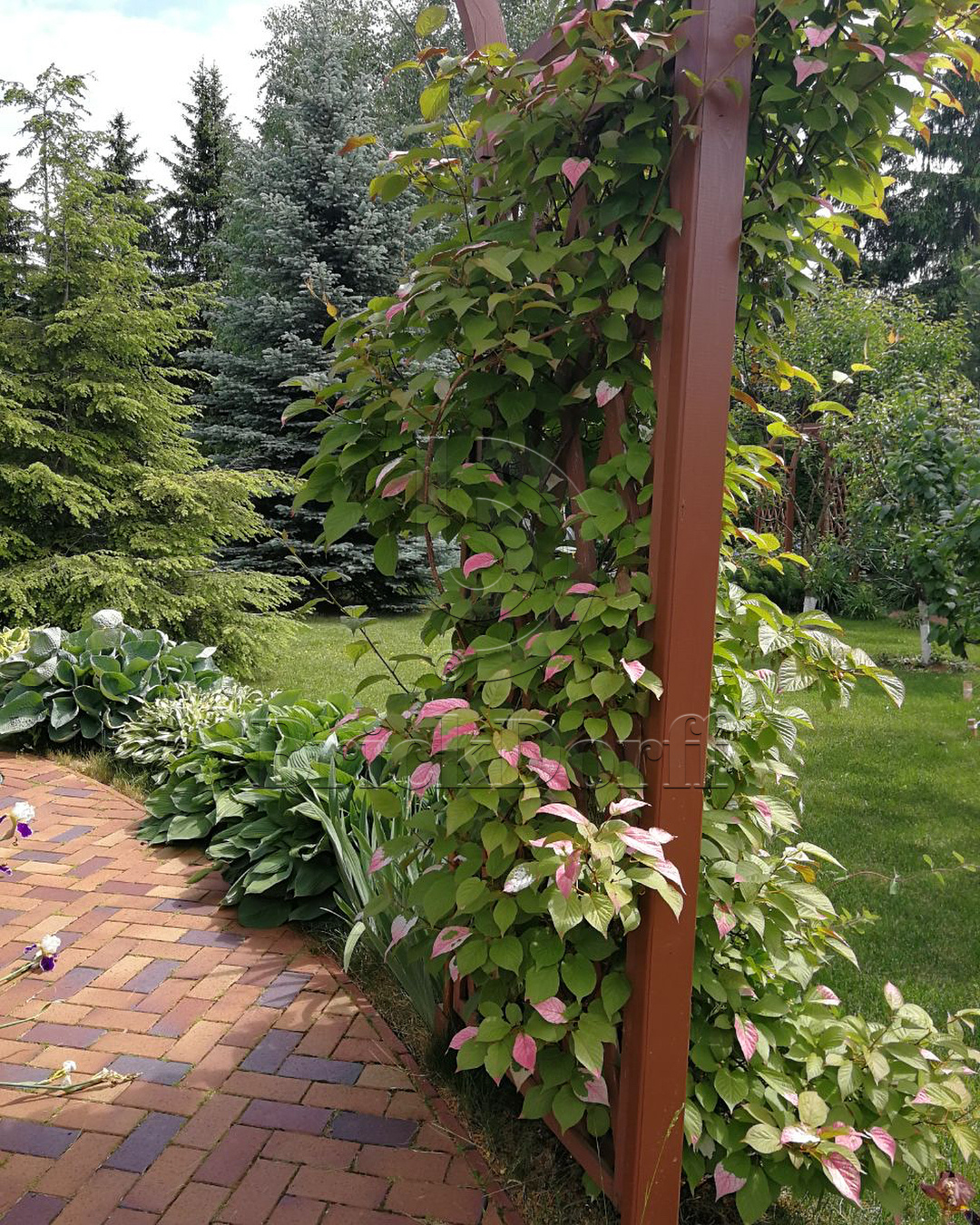 Тротуарная плитка / брусчатка Клинкерная ABC Herbstlaub-geflammt (Хербстлауб-гефламмт), 200*100*45 мм