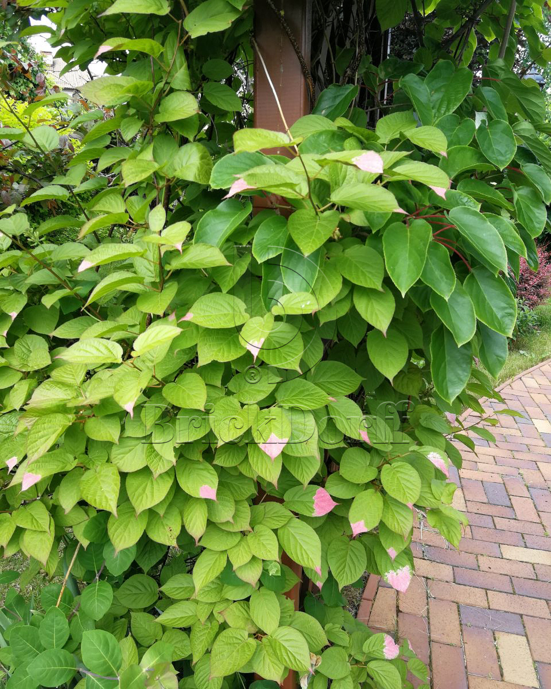 Тротуарная плитка / брусчатка Клинкерная ABC Herbstlaub-geflammt (Хербстлауб-гефламмт), 200*100*45 мм